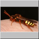 Nomada lathburiana - Wespenbiene w15.jpg